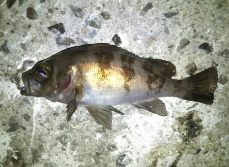 久しぶりにマシなサイズ