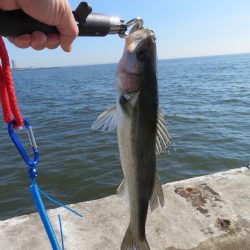 久しぶりの湾奧シーバスをゲット!