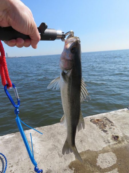 久しぶりの湾奧シーバスをゲット！