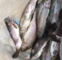 そこそこ釣れました