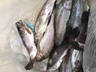 そこそこ釣れました