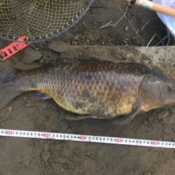 多摩川で鯉釣り