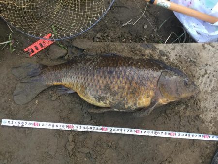 多摩川で鯉釣り