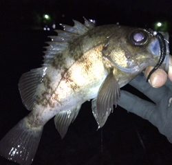 泉南サーフでリベンジ