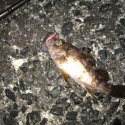 メバル・ガシラ