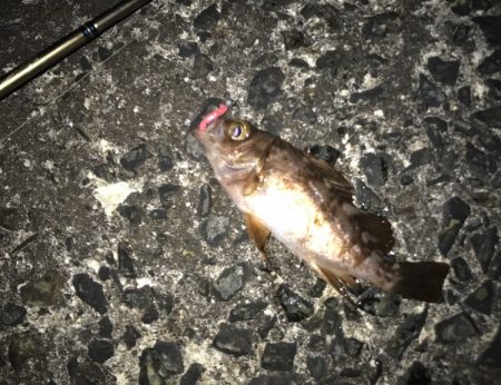 メバル・ガシラ