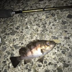 メバル・ガシラ