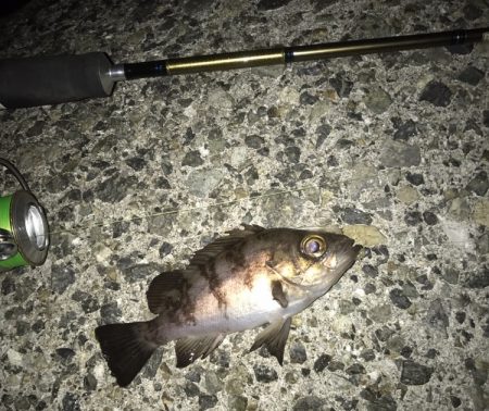 メバル・ガシラ