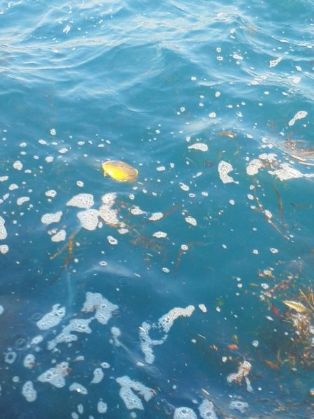 こんなん出ました・・・pt5