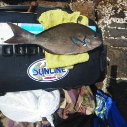 久し振りのグレ・・・