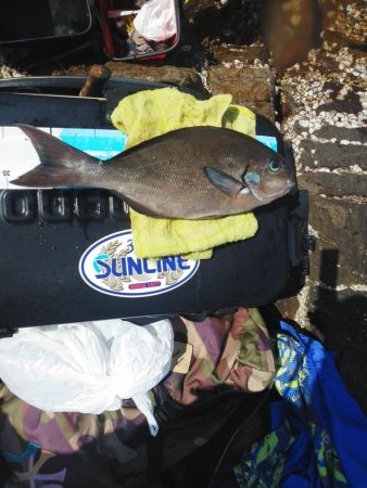 久し振りのグレ・・・