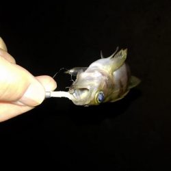 ４月になりました