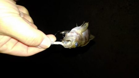 ４月になりました