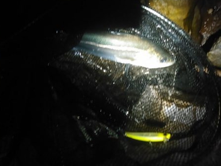 浜名湖シーバス