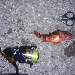 ヤリイカ釣り・・・?