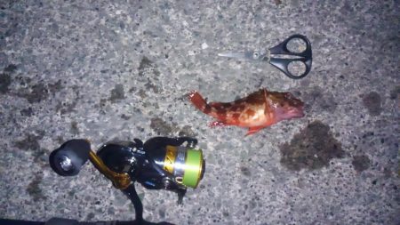 ヤリイカ釣り・・・?