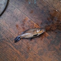 室内釣堀(フナ6匹)