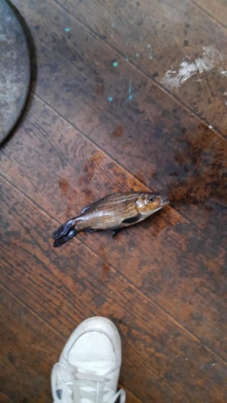 室内釣堀(フナ6匹)