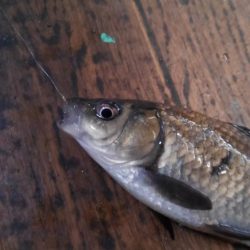 室内釣堀(フナ6匹)