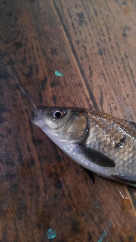 室内釣堀(フナ6匹)