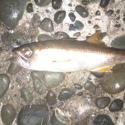 宇和島アジング初日