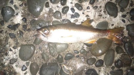 宇和島アジング初日