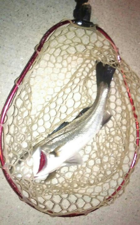 連日ライトゲーム