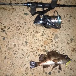 得意の小潮ライトゲーム