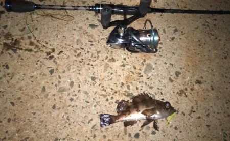 得意の小潮ライトゲーム