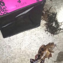 生態調査 in 垂水漁港