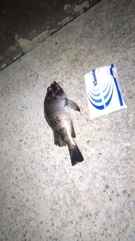 バイセン接待メバリング調査