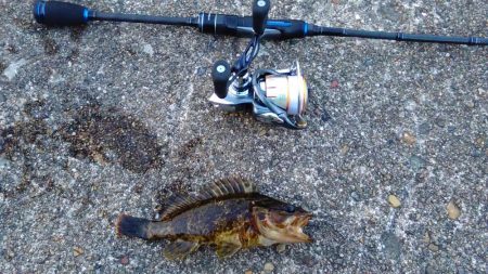 パイセン接待メバリング調査2