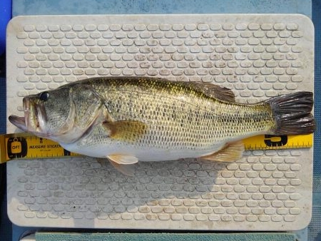 春休みの春バス狙い