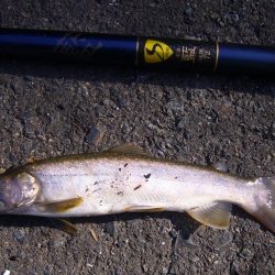 渓流釣り解禁後の初釣行