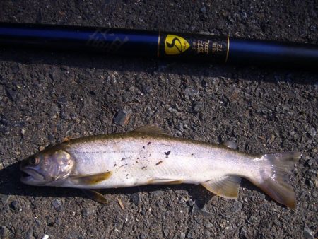 渓流釣り解禁後の初釣行