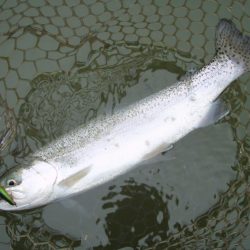 大安トラウトレイク 釣果