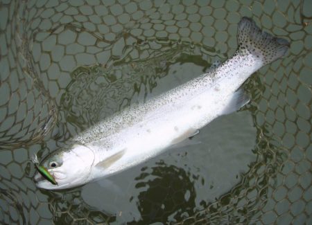 大安トラウトレイク 釣果