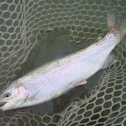 大安トラウトレイク 釣果