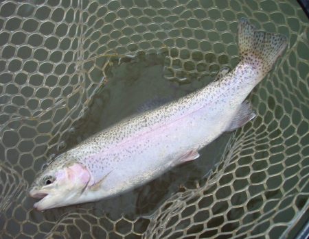 大安トラウトレイク 釣果