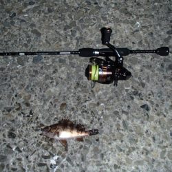 メバリングとシーバス