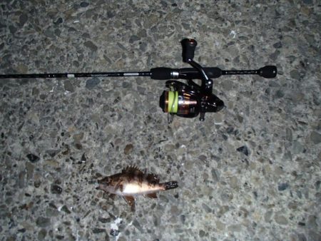 メバリングとシーバス