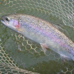 大安トラウトレイク 釣果
