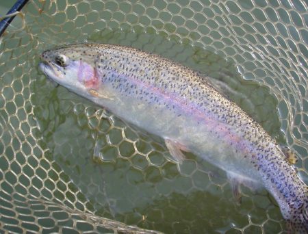 大安トラウトレイク 釣果