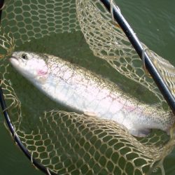 大安トラウトレイク 釣果