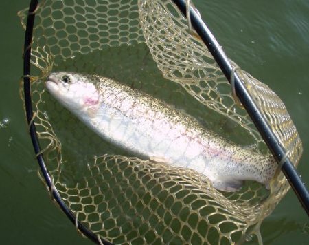 大安トラウトレイク 釣果