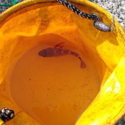 子供とお散歩釣行