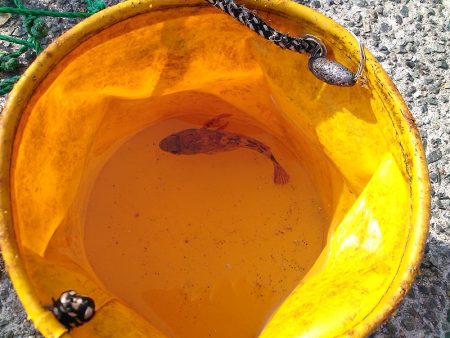 子供とお散歩釣行