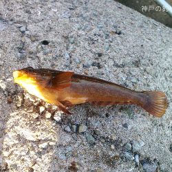 チヌ狙いは撃沈