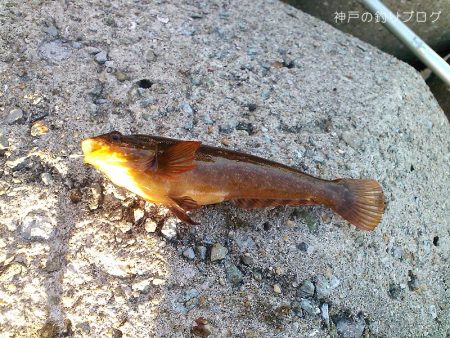 チヌ狙いは撃沈