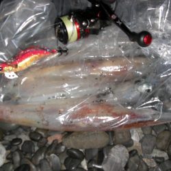 湾内は太刀魚、石津浜がヤリイカ絶好調！！！！！！